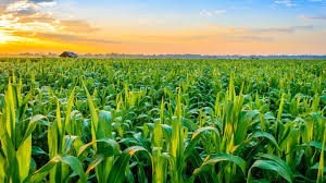 NCVTC Diploma in Agriculture